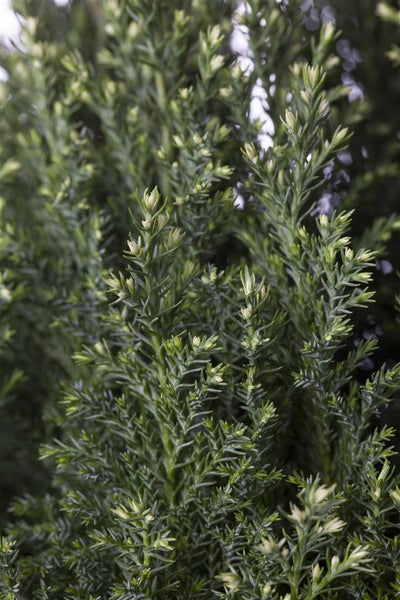 Chamaecyparis lawsoniana 'Snow White', Scheinzypresse, 30–40 cm