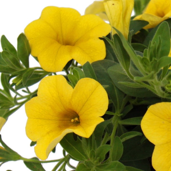 Zauberglöckchen - Minihängepetunie - Calibrachoa - 12cm Topf - Set mit 3 Pflanzen - gelb