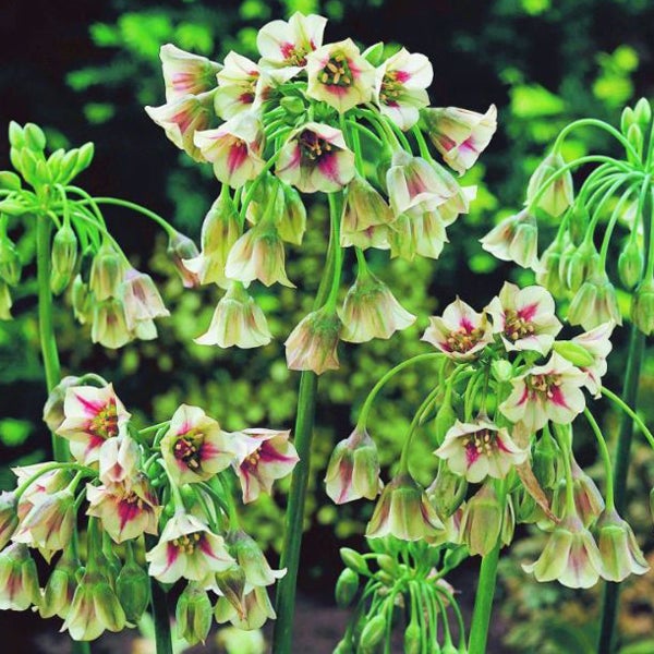Blütenstände der Honig-Lauch Pflanze im Garten.