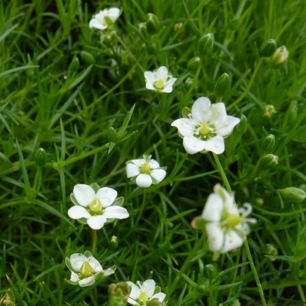 Nahaufnahme von Grasnelken mit kleinen, weißen Blüten