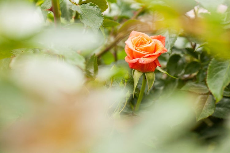 Rosa 'Kleopatra', Rose, leuchtend rot, 3-5 Liter Container
