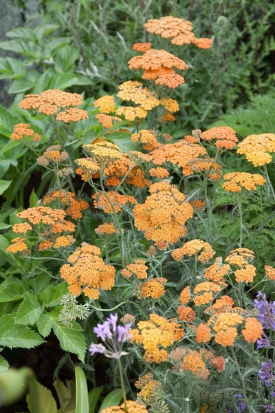 Achillea millefolium 'Terracotta', Schafgarbe, orange, ca. 9x9 cm Topf