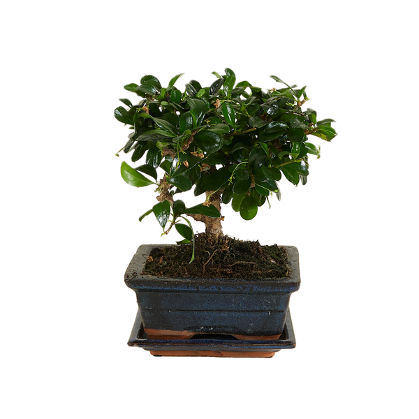 Bloomique – Bonsai Carmona – Kugelform – Bonsai-Baum – Zimmerpflanzen – Höhe 20–30 cm – 15 cm breit – inklusive Keramiktopf und Schale