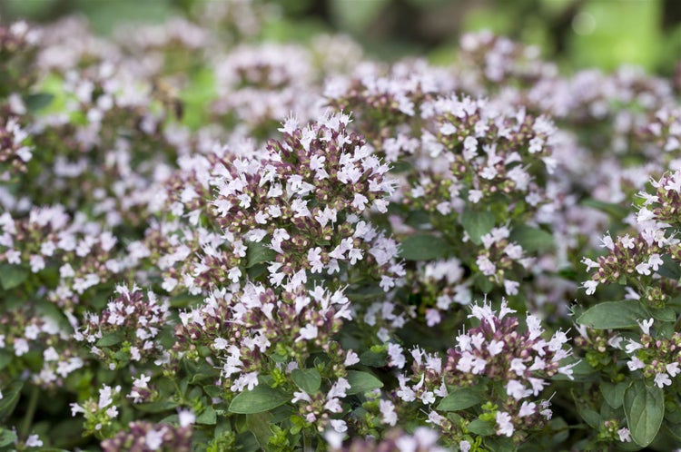 Origanum vulgare 'Compactum', Oregano, aromatisch, ca. 9x9 cm Topf