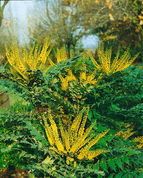 Mahonia media 'Winter Sun', Mahonie, gelbe Blüten, 40–60 cm