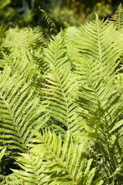 Blechnum spicant, Rippenfarn, ca. 9x9 cm Topf