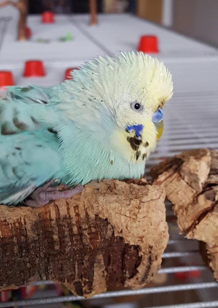 Wellen-sittich sitzt auf einem Stück Korkrinde im Vogelkäfig