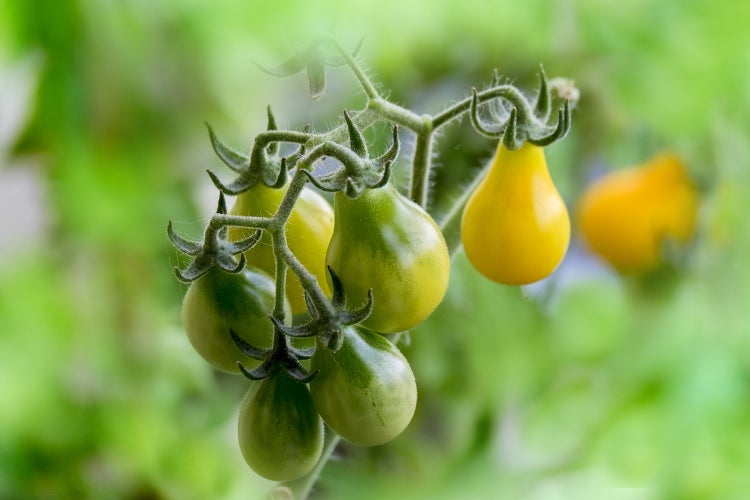 SAFLAX Geschenk Set - BIO - Tomate - Yellow Submarine - Solanum lycopersicum - 10 Samen - Mit Geschenkbox, Versandaufkleber, Geschenkkarte und Anzuchtsubstrat