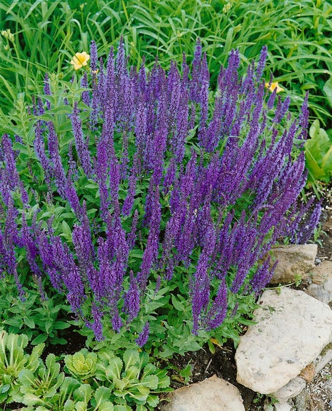 Salvia nemorosa 'Ostfriesland', Steppensalbei, violett, ca. 9x9 cm Topf