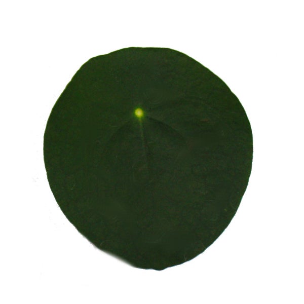 Pilea peperomioides - Glückstaler - Chinesischer Geldbaum - Bauchnabelpflanze im 11cm Topf