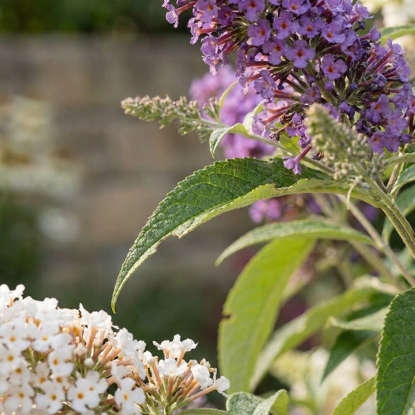 Sommerflieder Buddleja davidii mit violetten und weißen Blütenrispen und grünen Blättern.