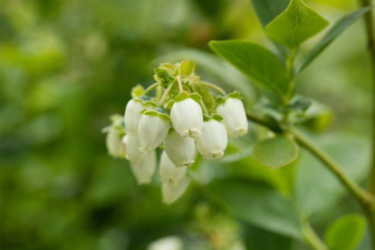 Blüten eines Heidelbeerstrauchs in einer Nahaufnahme