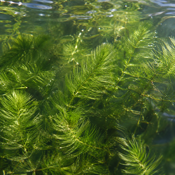 Unterwasserpflanze Hornblatt für Teiche und Aquarien