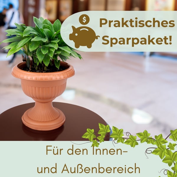 Pflanze im Topf als praktisches Sparpaket für den Innen- und Außenbereich