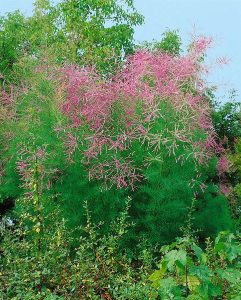 Tamarix ramosissima, Rosaroter Sommerflieder, 60–100 cm