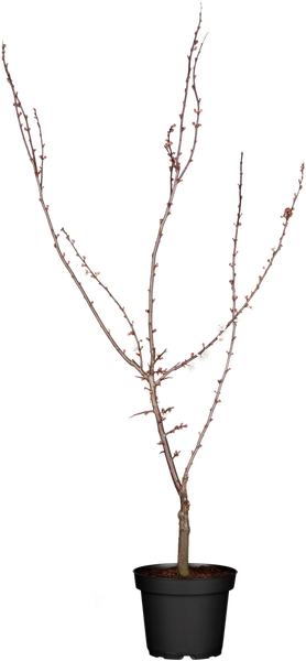 Prunus 'Trailblazer', Zierkirsche, 60–100 cm