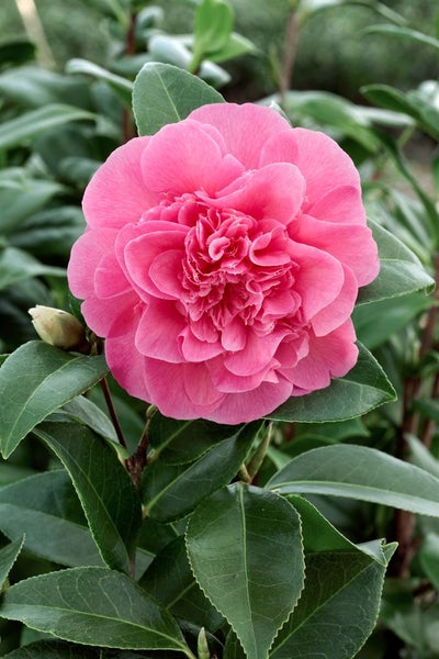Camellia x williamsii 'Debbie', Kamelie, rosa Blüten, 40–60 cm