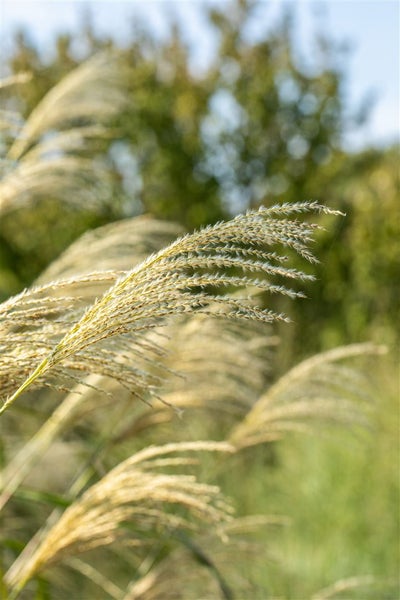 Chinaschilf im Garten