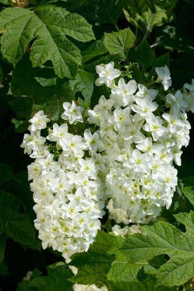 Hydrangea quercifolia 'Snowflake', Eichenblatthortensie, weiß, 40–60 cm