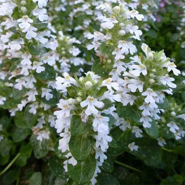 Blühende Bergminze im Detail