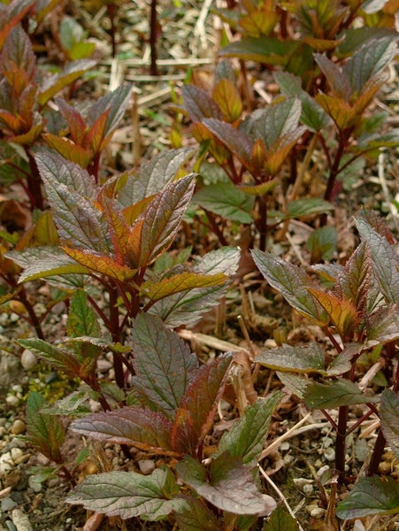 Scrophularia nodosa, Braunwurz, ca. 9x9 cm Topf