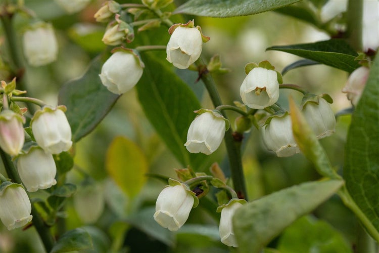 Nahaufnahme der glockenförmigen weissen Blüten eines Blaubeerstrauchs in der Blütezeit mit grünen Blättern.
