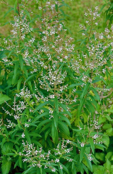 Aloysia triphylla, Zitronenverbene, aromatisch, ca. 9x9 cm Topf
