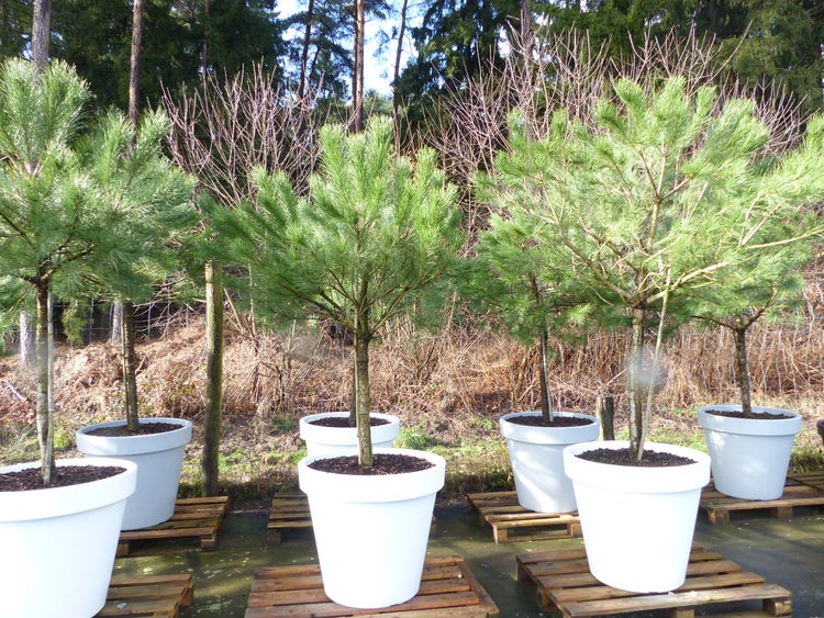 Mehrere junge Kiefern in großen weißen Töpfen auf Holzpaletten in einem organisierten Außenbereich eines Gartencenters.