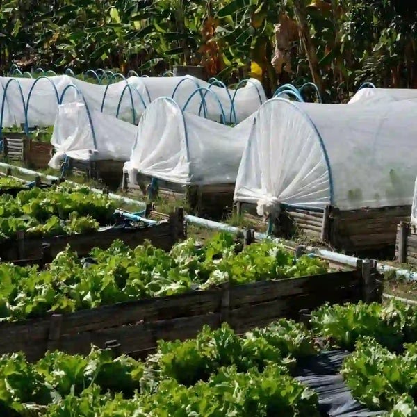 Gemüsegarten mit Hochbeeten und Frühbeet-Folientunneln zur Anzucht von Salatpflanzen im Freien.