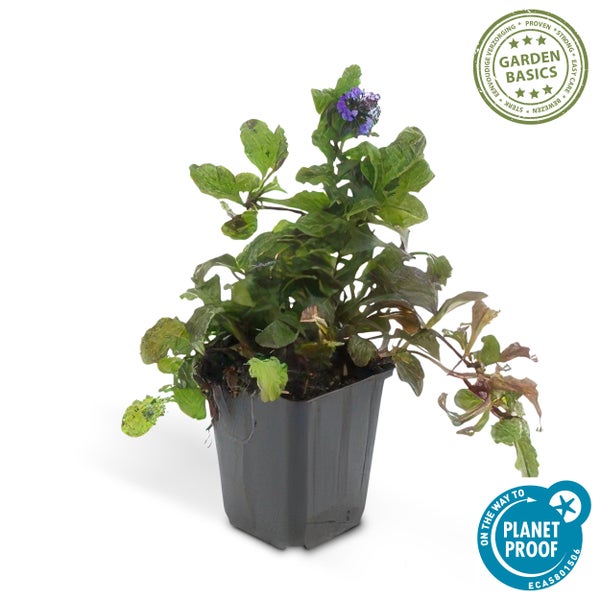 Bodendecker - Kriechender Günsel - Ajuga reptans - 9cm Topf - Set mit 6 Pflanzen