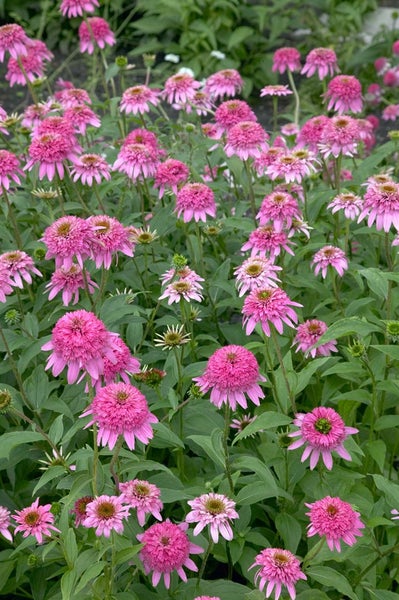 Feld mit rosa Sonnenhüten, einer beliebten Gartenpflanze