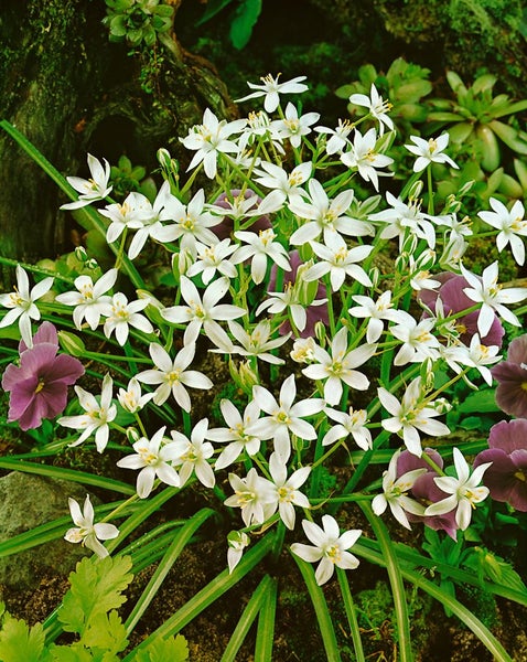 Ornithogalum umbellatum, Dolden-Milchstern, weiß, ca. 9x9 cm Topf