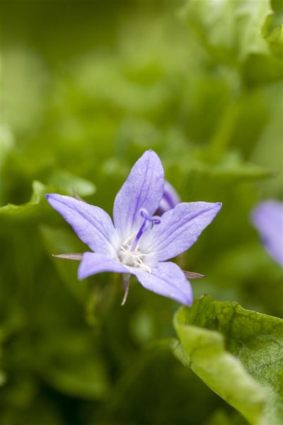 Campanula poscharskyana, Polsterglockenblume, blau, ca. 9x9 cm Topf