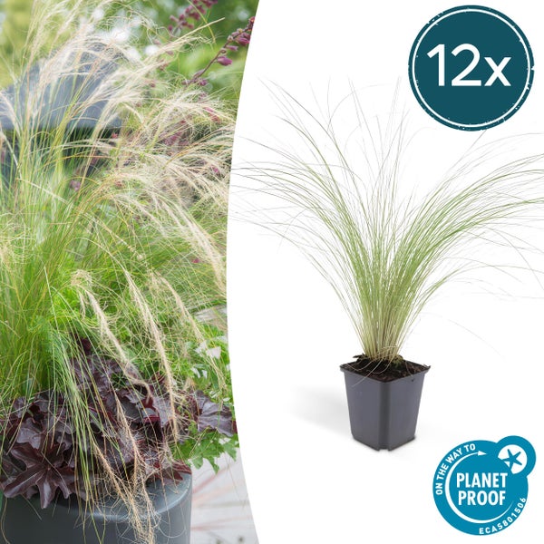 12er-Pack Mexikanisches Federgras (Stipa tenuissima) im Kulturtopf, mit Nachhaltigkeitszertifikat On the way to PlanetProof.