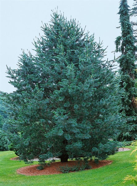 Pinus flexilis 'Vanderwolf's Pyramid', Limber-Kiefer, 100–125 cm