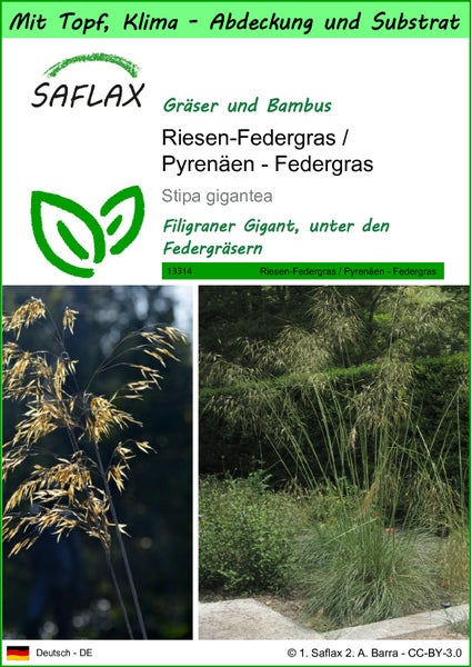 SAFLAX Garden to go - Riesen-Federgras / Pyrenäen - Federgras - Stipa gigantea - 10 Samen - Mit Topf, Klima - Deckel und Anzuchtsubstrat