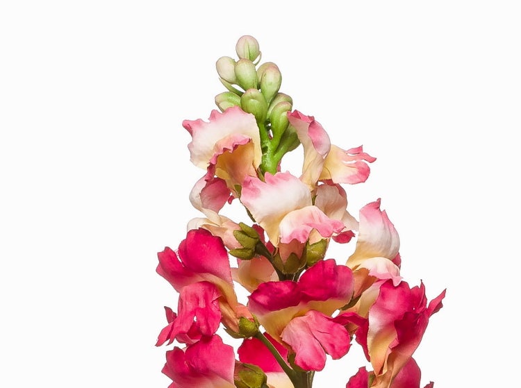 Künstliche Magnolie mit weißer Blüte, gelben Staubblättern und grünen Knospen an einem braunen Zweig.