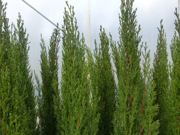 3 x Mittelmeerzypresse Cupressus Sempervirens Totem 100 - 120 cm Toskana Zypresse