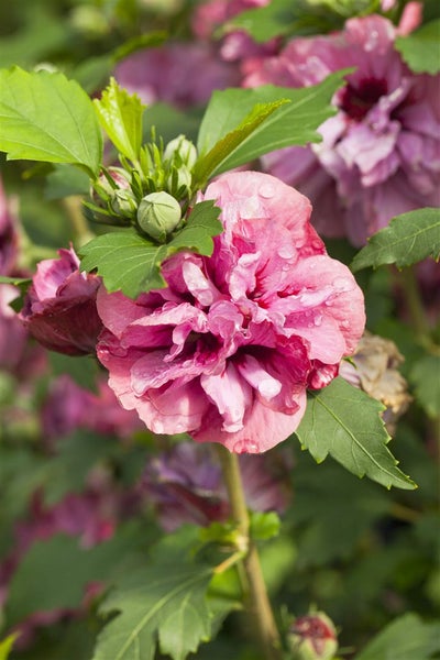 Hibiscus syriacus 'Duc de Brabant', Gartenhibiskus, purpurrot, 40–60 cm