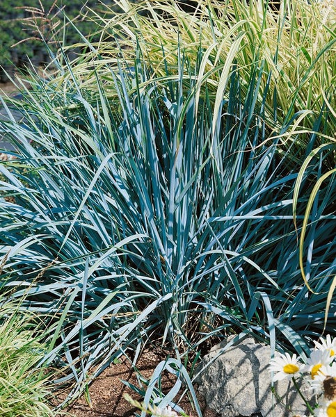 Leymus arenarius 'Blue Dune', Strandhafer, blau-grau, ca. 9x9 cm Topf