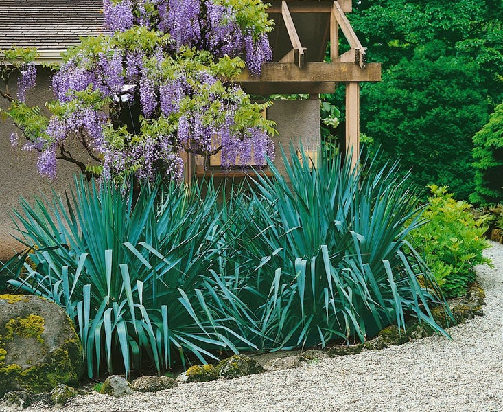 Garten mit Yucca-Palmen, Glyzinien und Kiesweg