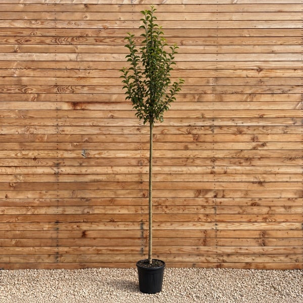 Ein säulenförmiger Baum in einem Kunststofftopf vor einer Holzwand.