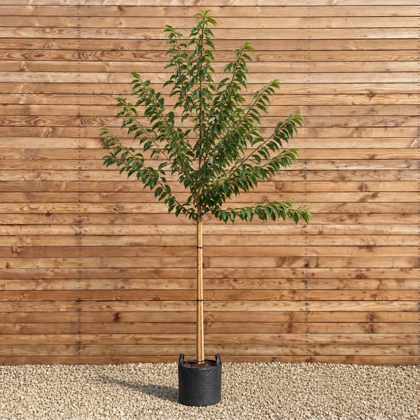 Junger Obstbaum als Hochstamm in einem Kunststoffpflanzcontainer mit Stützpfahl vor einer Holzlattenwand