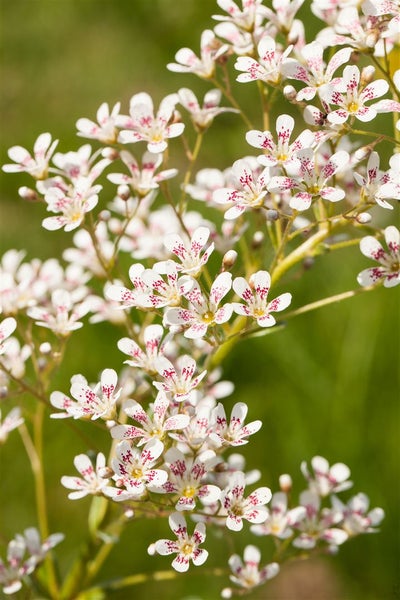 Saxifraga cotyledon 'Southside Seedling', Steinbrech, ca. 9x9 cm Topf