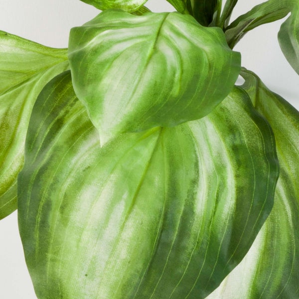 Nahaufnahme großer grüner Blätter mit gerippter Textur und hellgrüner Panaschierung.