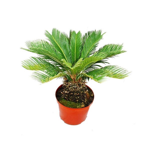 Sagopalme Cycas revoluta mit grünen Blattwedeln im Kunststofftopf.