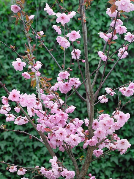 Prunus cerasifera 'Pleniflora', Blutpflaume, gefüllt, 80–100 cm