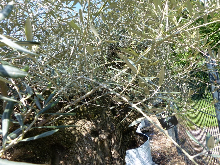 genau dieser Baum L1 Olivenbaum 250 cm, knorrige alte urige Olive winterhart