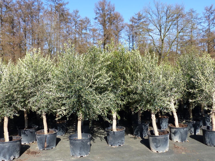 3x Olivenbaum Olive 20 Jahre 180 - 220 cm, beste Qualität, Stammumfang 20 - 30 cm, winterhart, Olea Europaea