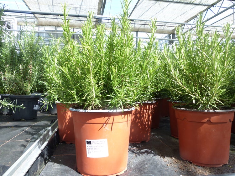 echter Rosmarin Officinalis 50 - 60 cm Höhe, XL Busch Ø 25-30 cm, stehend, winterhart Kräuter